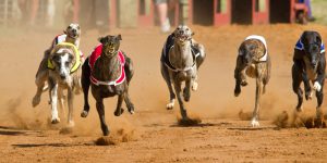greyhound betting