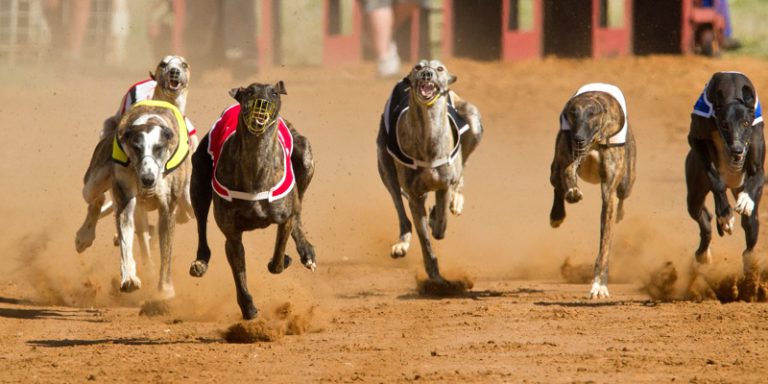 greyhound betting 365